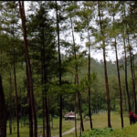 Wisata Hutan Pinus Loji Blitar Sepi, Masih Beroperasi?